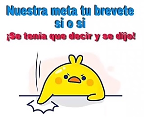 pollito